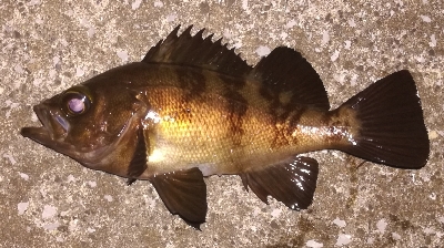 メバリング2010〜2153