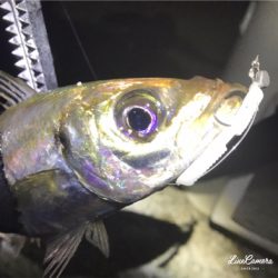 フロートメバリング