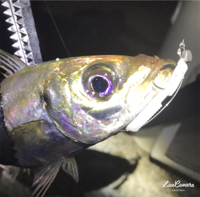 フロートメバリング