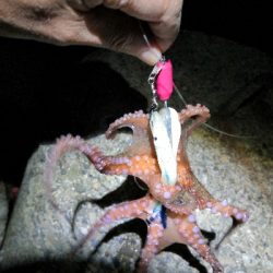 夜のオクトパッシング