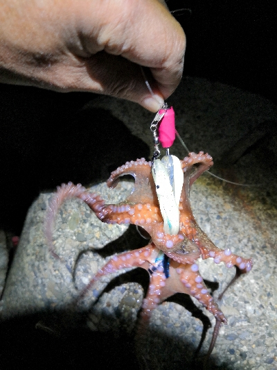 夜のオクトパッシング