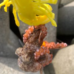 タコ、プチ爆！