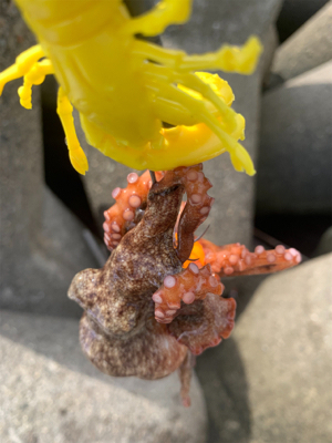 タコ、プチ爆！