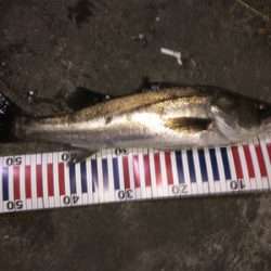 久しぶりの釣行