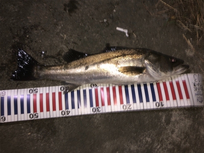 久しぶりの釣行