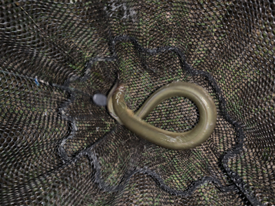 夕方のうなぎ釣り