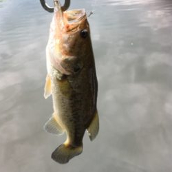 スピナベサイト