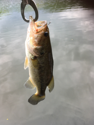 スピナベサイト