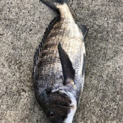 ポツリポツリとアタリが有りました