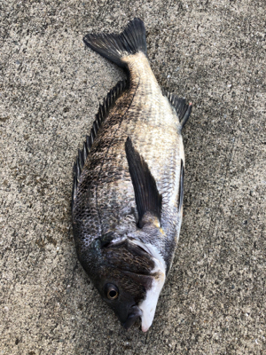 ポツリポツリとアタリが有りました