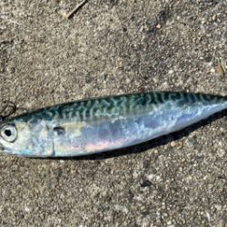 ULSJでサバサバ^_^