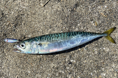 ULSJでサバサバ^_^