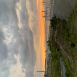 まだいた！イカ