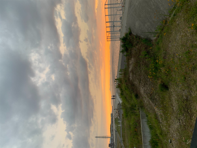 まだいた！イカ