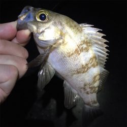 梅雨メバル好調