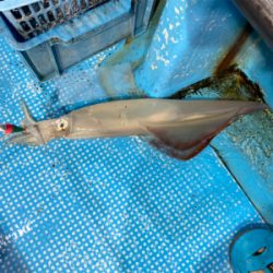 イカメタルでパラソル