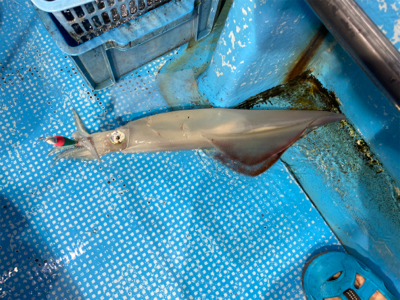 イカメタルでパラソル