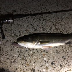 ナイトシーバス