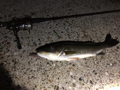 ナイトシーバス