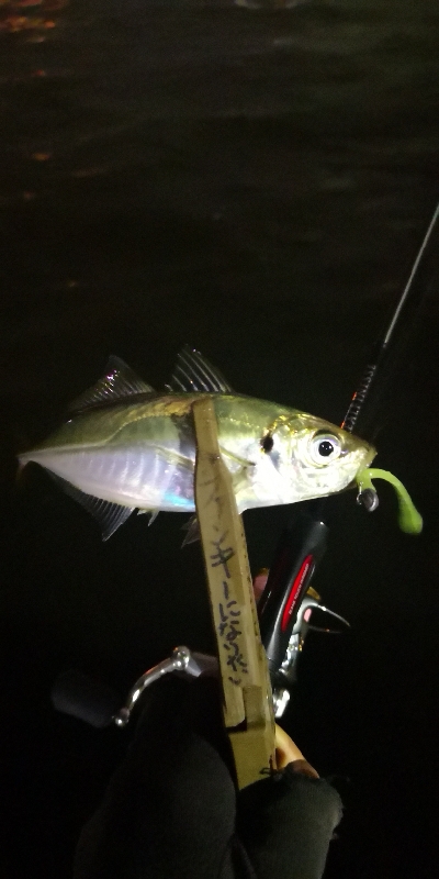 アジング練習 153