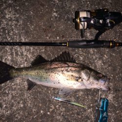 1シーバス2チーバス