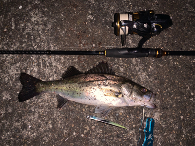 1シーバス2チーバス