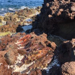 爆釣ガシラの切浜地磯