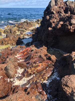 爆釣ガシラの切浜地磯