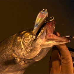 リバーシーバス！