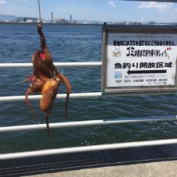 新子マダコ数釣り9杯♪