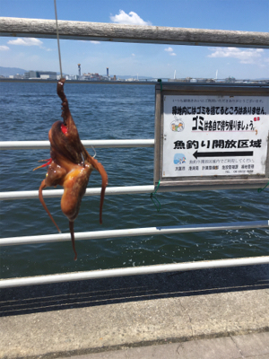 新子マダコ数釣り9杯♪