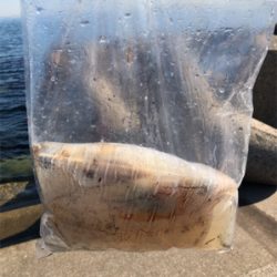 満潮1時間前‼️