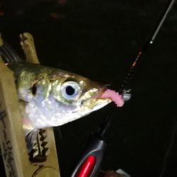 アジング 練習 154