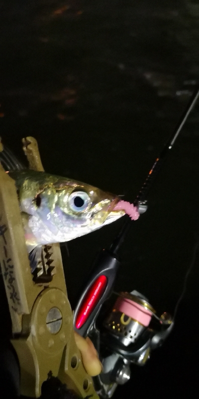 アジング 練習 154