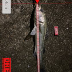 キビレからの〜まさかのランカーw