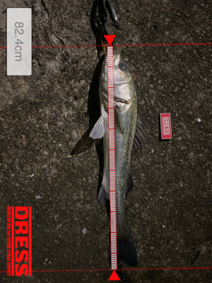 キビレからの〜まさかのランカーw