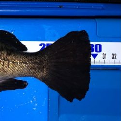 新月大潮メバリング