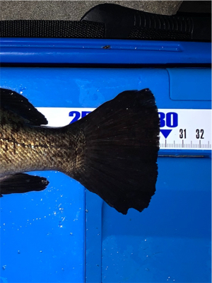 新月大潮メバリング