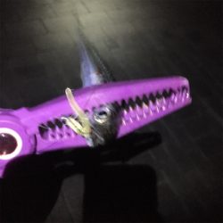 大阪湾奥アジング