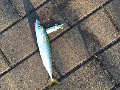 LSJ朝練するも。。相変わらず小サバ。。。