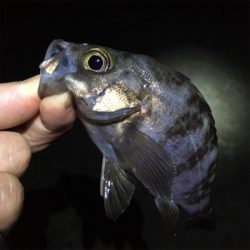 梅雨メバル釣れてます