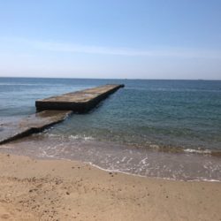 ピンギスならぬ豆ギスまつり