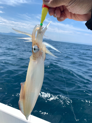 マイボートでジギング、イカメタル釣行