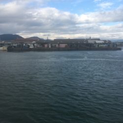 サビキにボイルオキアミでグレ