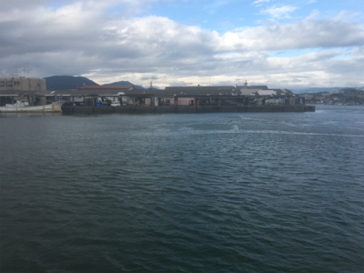 サビキにボイルオキアミでグレ