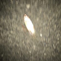 本命があまり釣れず