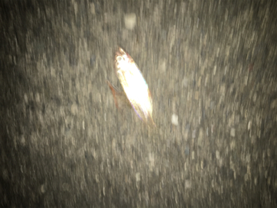 本命があまり釣れず