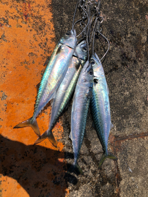 魚より人が多い