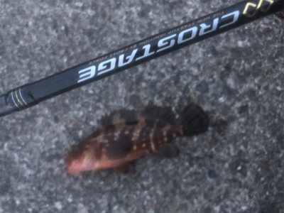 ジギングからライトゲーム