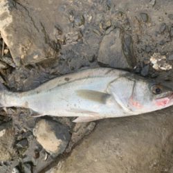 トップの季節になってきました！